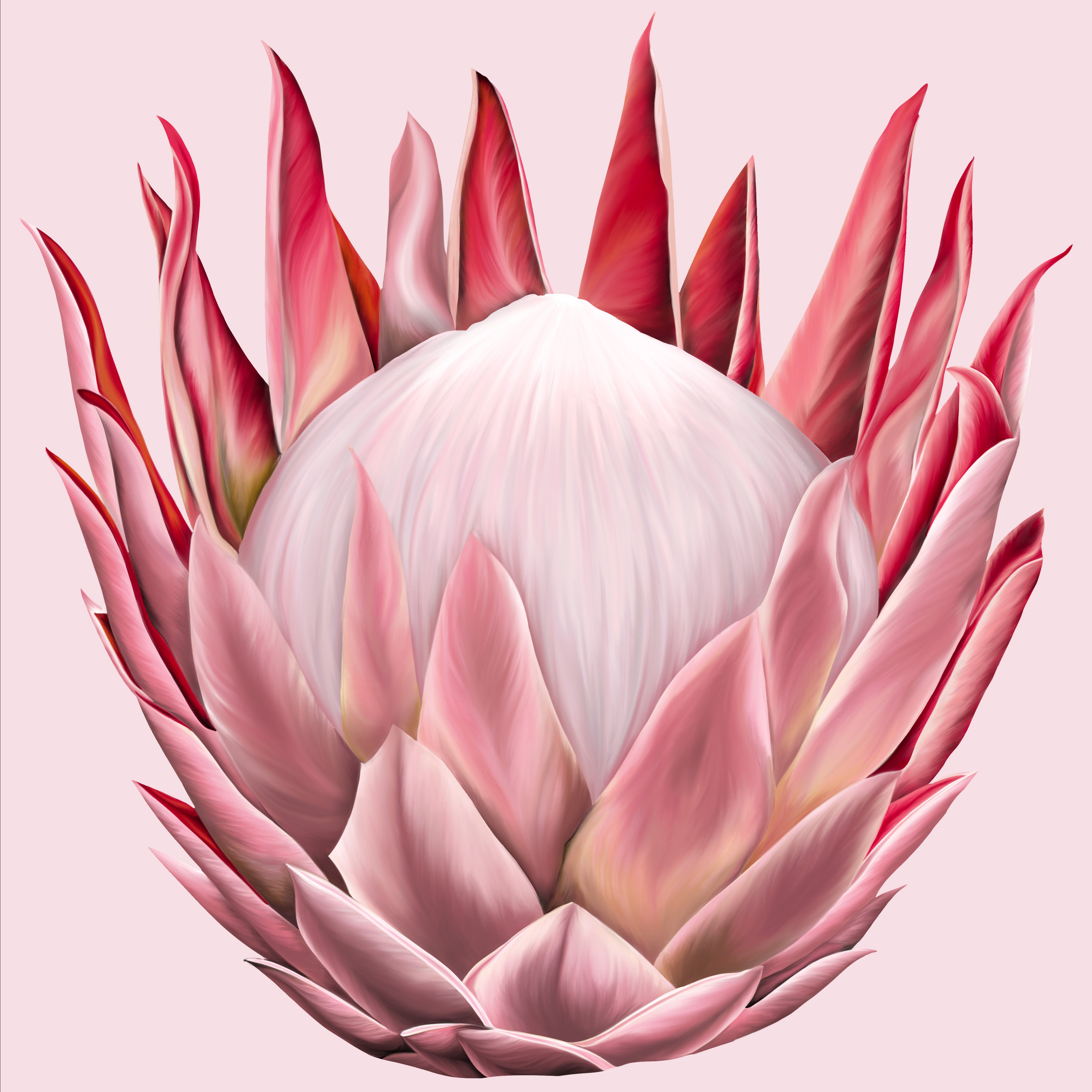 Protea Silk Scarfette in Pale Pink