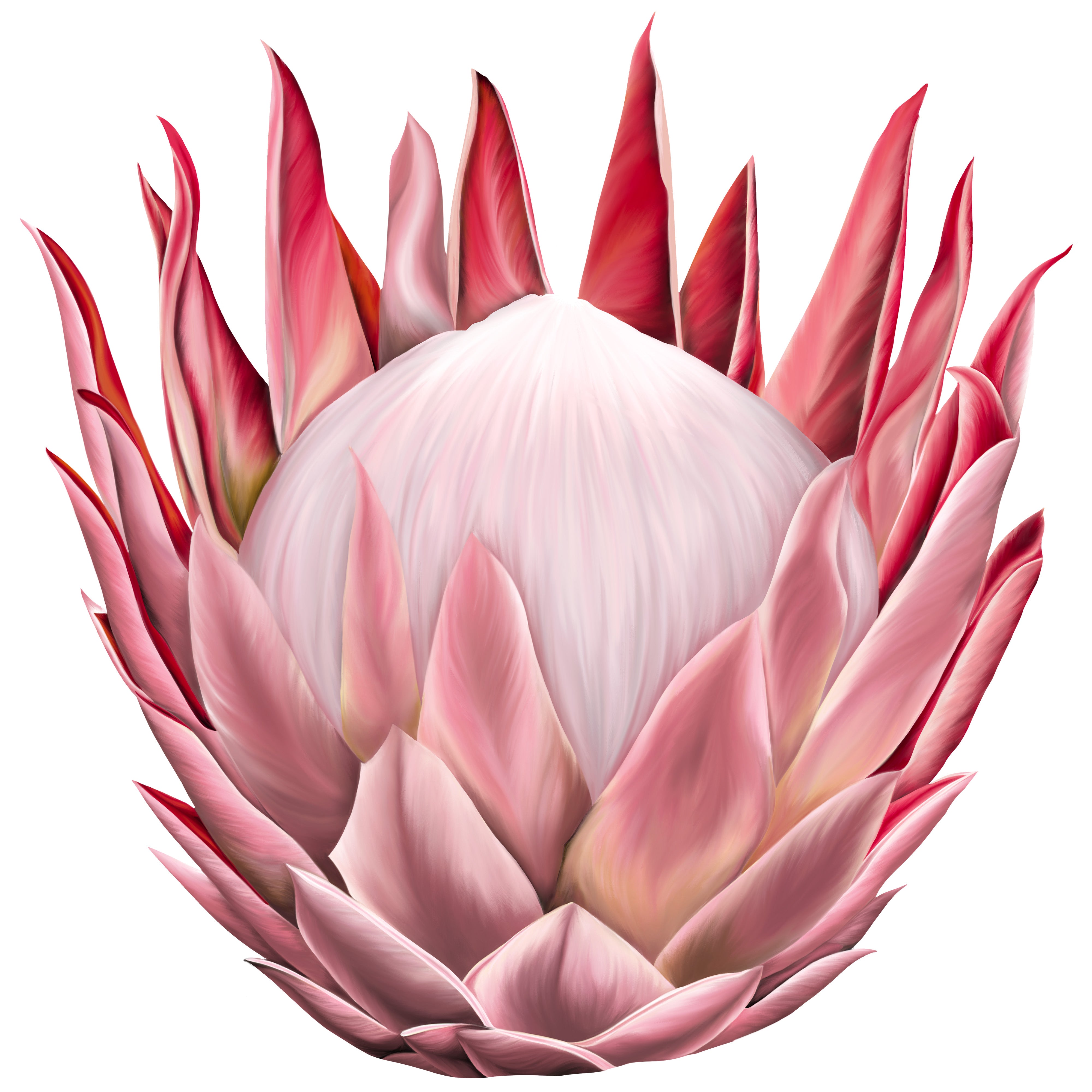 Protea Silk Scarfette in White